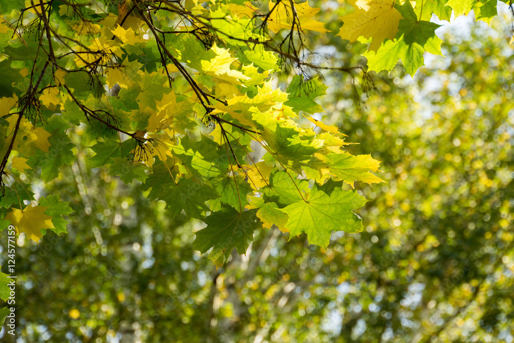 Fall Maple Leaves on Branches Fall Maple Leaves on Branches