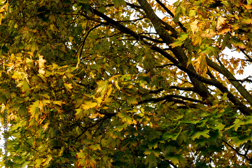 Obraz premium Fall Maple Leaves on Branches