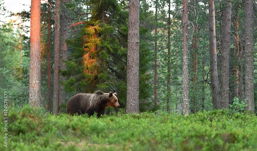 Obraz premium brown bear, forest landscape, sunset, wild taiga