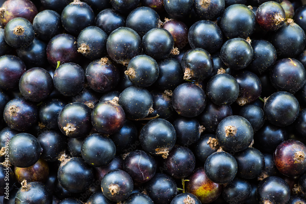 Black currants in a bowl Black currants in a bowl