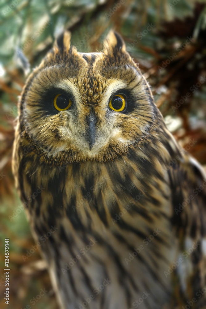 Fototapeta premium Asio otus - Long eared Owl