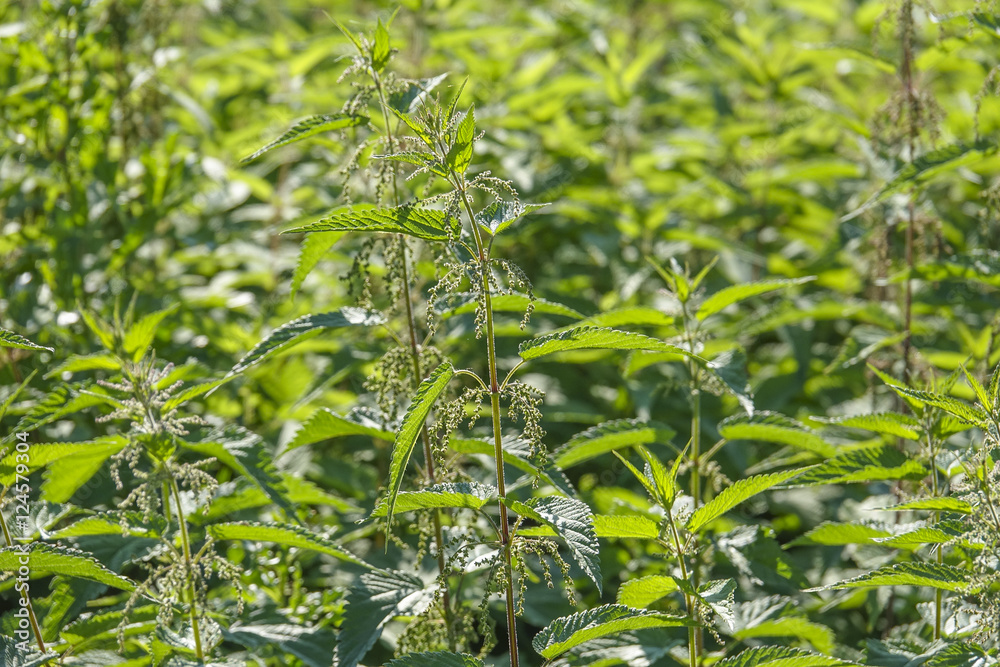 nettle herb close up (Urtica dioica)