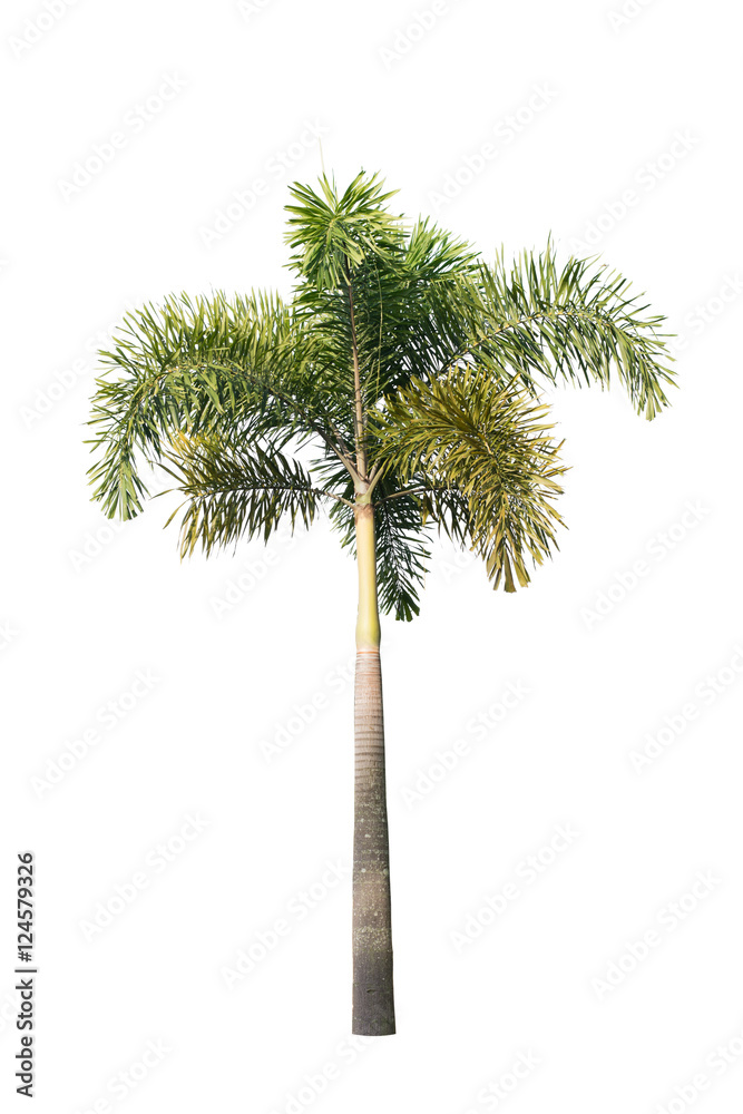 plam tree on isolate white background
