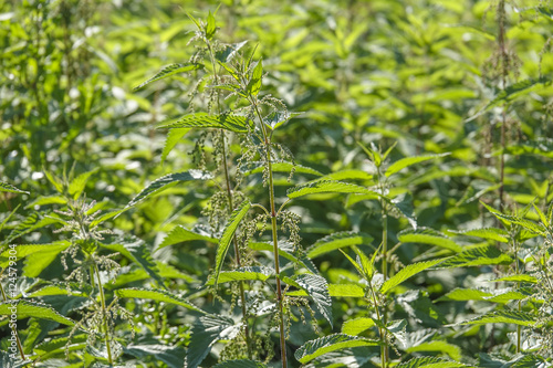 nettle herb close up  Urtica dioica 