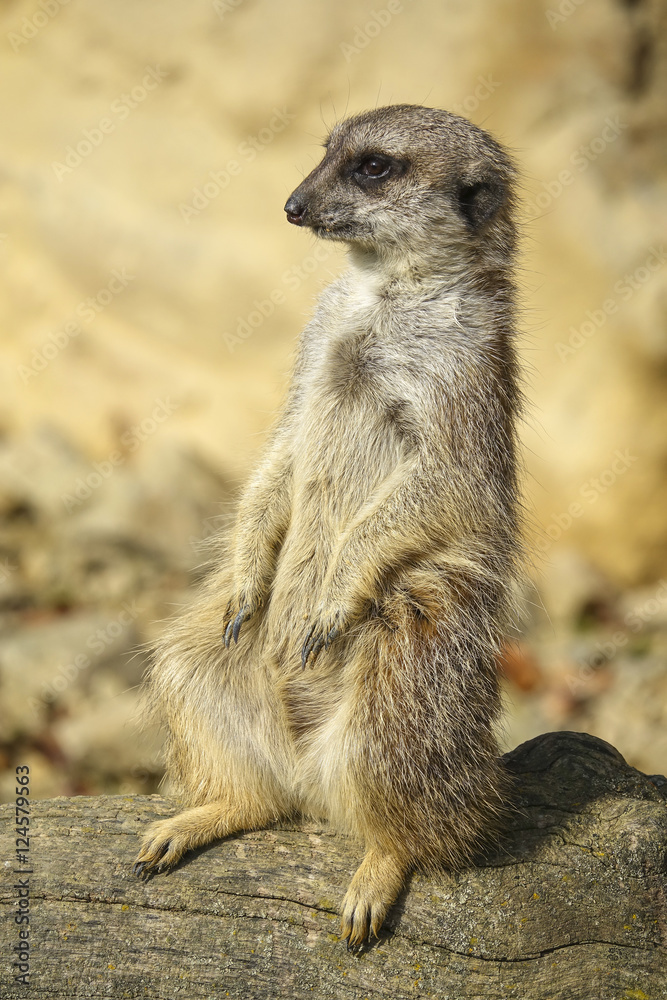 Fototapeta premium merkat suricata sitting and watching some predator