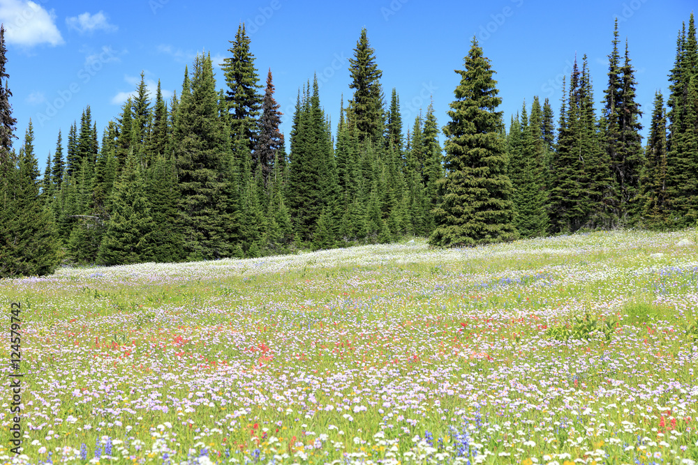 Fototapeta premium Flowers meadows Wells gray provincial Park