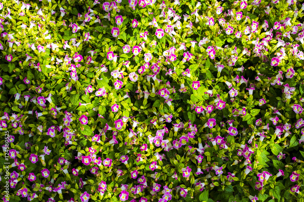 Flower beautiful, Flower background. Flower beautiful, Flower background.