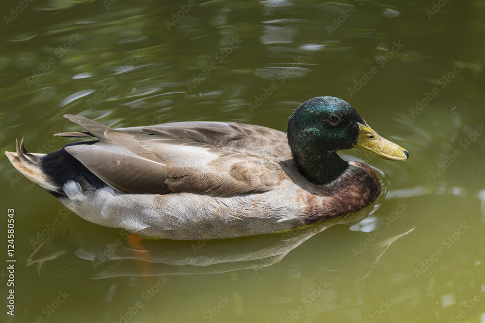 Image of male mallard ducks (Anas platyrhynchos) floating on the Image of male mallard ducks (Anas platyrhynchos) floating on the