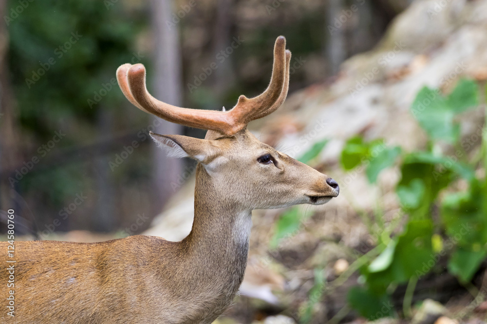Image of young sambar deer on nature background. Image of young sambar deer on nature background.