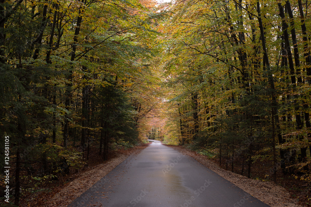Naklejka premium Forest road