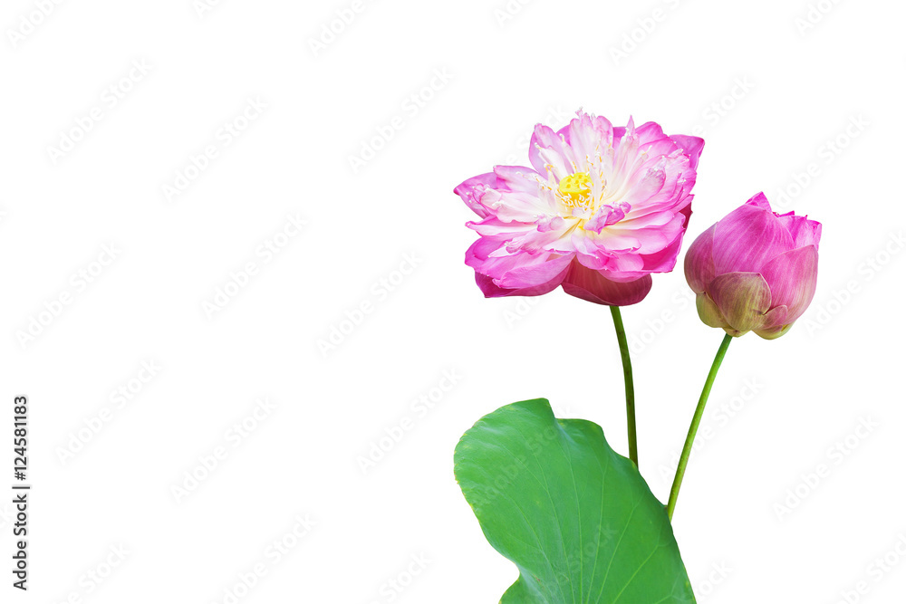 pink water lily flower (lotus) isolated on white background pink water lily flower (lotus) isolated on white background