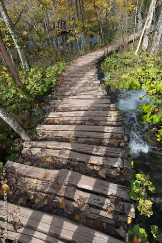 Wooden boardwalk in the forest