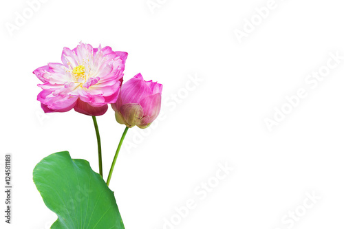 pink water lily flower (lotus) isolated on white background