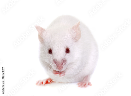 white mouse in studio photo