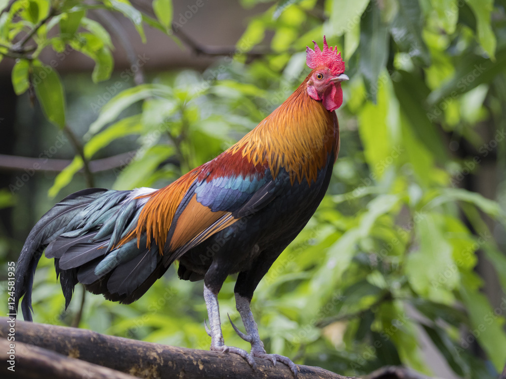 Image of a cock on nature background Image of a cock on nature background