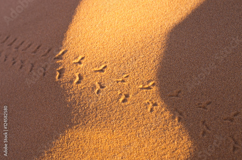 Картината върху платно Footprints of Scarabeus