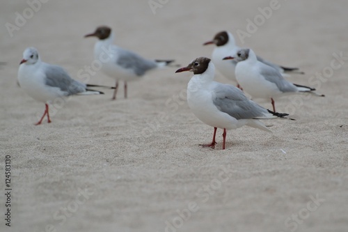 Seagulls © Konstantin