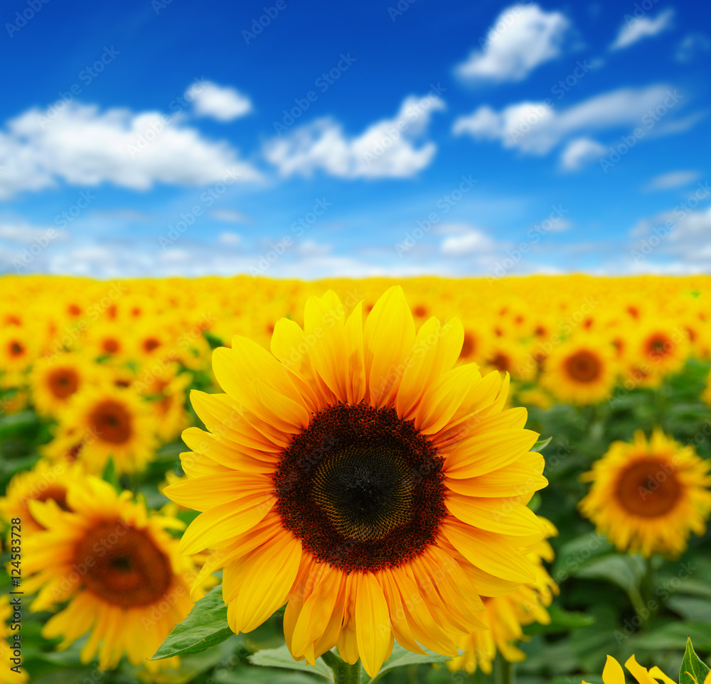 Fototapeta premium sunflowers field on sky