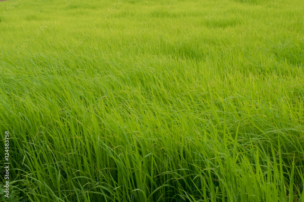 Simple rice field texture
