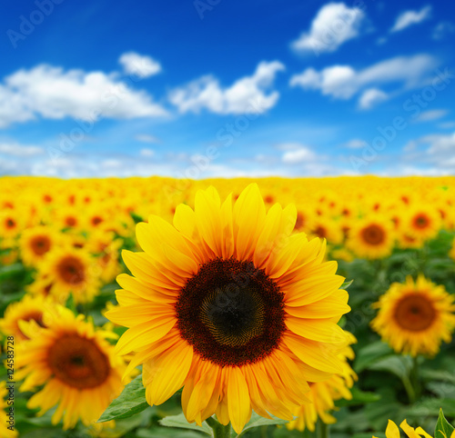 sunflowers field on sky