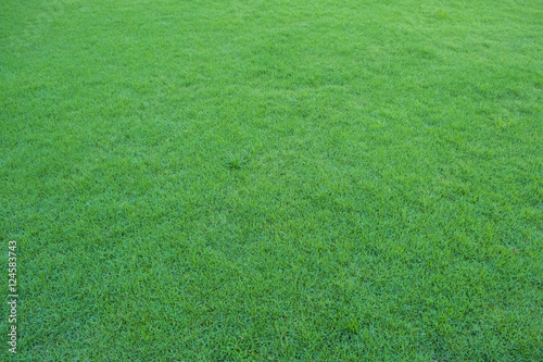 Green Grass in nature for background and texture