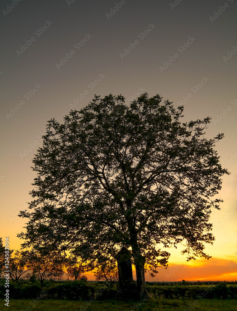 Obraz premium Lonely tree and tombstone. Amazing sunset in the cemetery