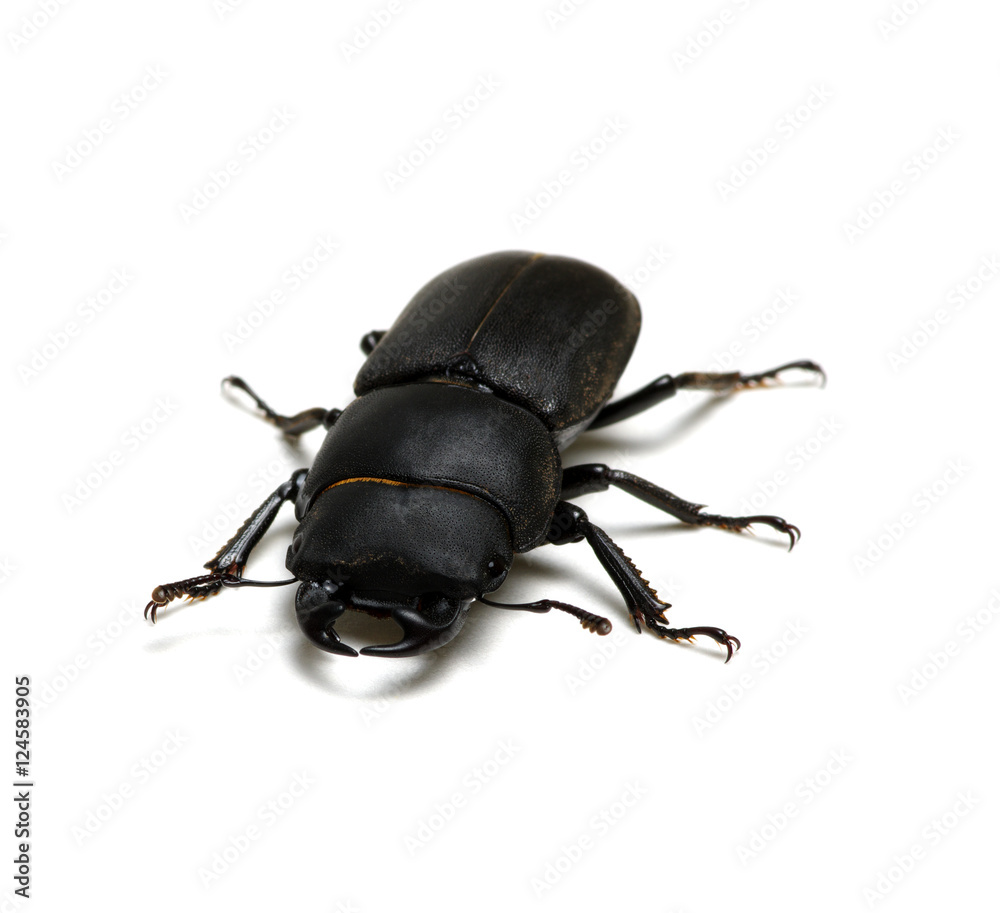 black beetle on white black beetle on white