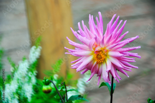 background. flower .