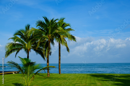 Coconut Palm tree by the ocean in Hawaii, Kauai © visa