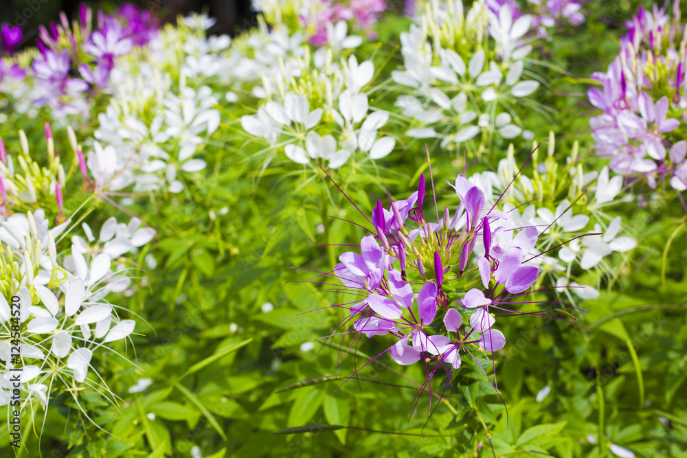 Flower beautiful, Flower background. Flower beautiful, Flower background.