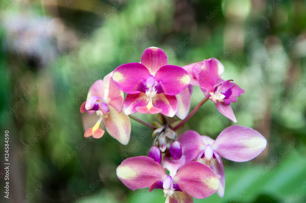 Flower. Orchid flower. pink and purple orchid flower. Flower. Orchid flower. pink and purple orchid flower.