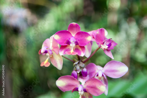 Flower. Orchid flower. pink and purple orchid flower.