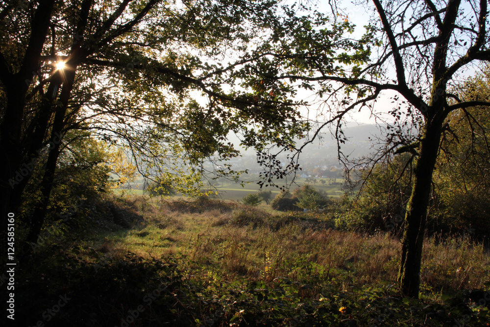 Wald im Herbst stimmungsvoll