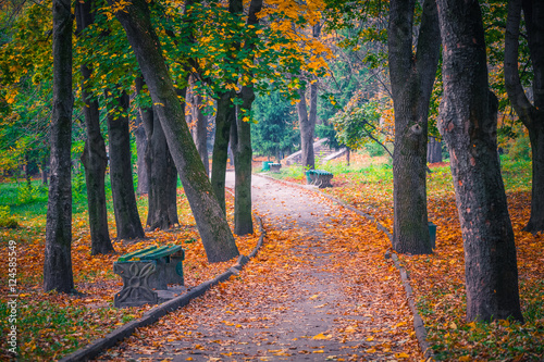 small fog is in autumn in a central park