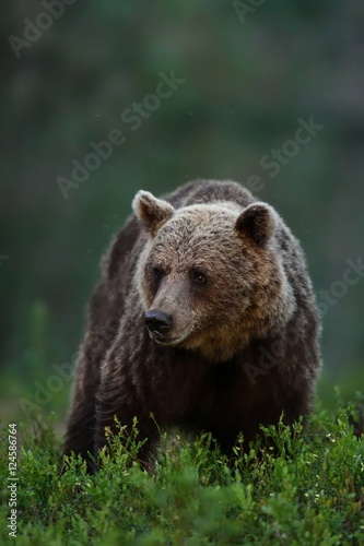 brown bear portrait at night