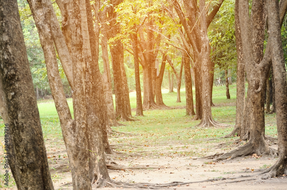 Obraz premium Trees in park with lightflare