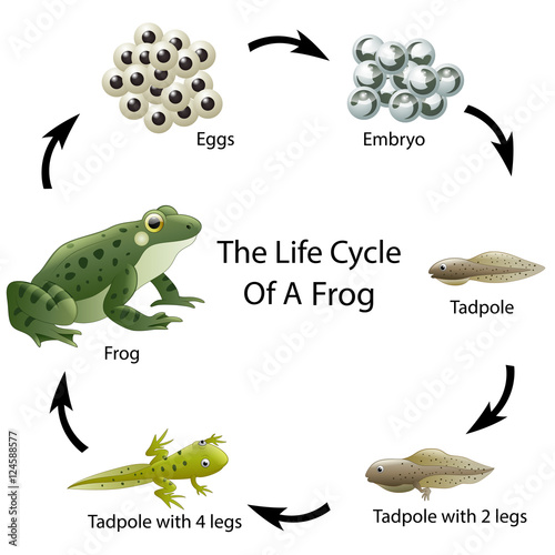 Photo The life cycle of a frog