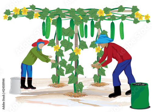agriculturist manure cucumber plant vector design