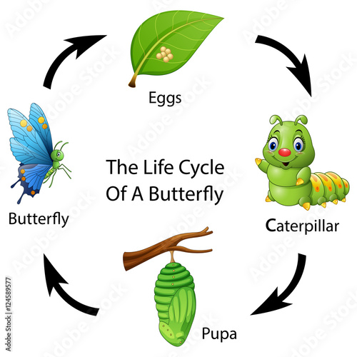The life cycle of a butterfly