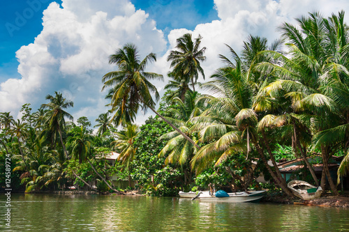 Tropical palm trees on the riverbank.