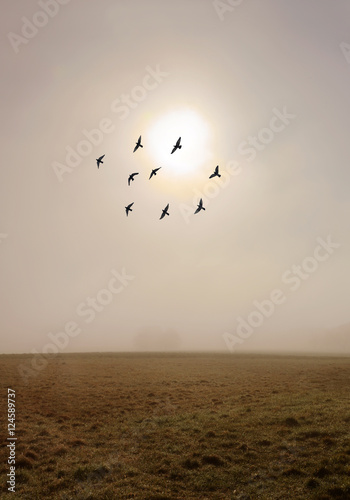 Fog in the autumn field with flock of birds