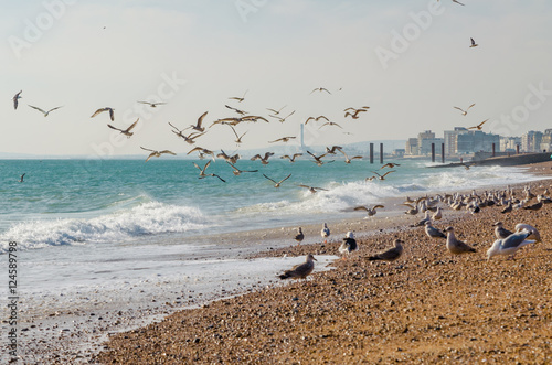 Brighton beach, seagulls, the old pier in the background