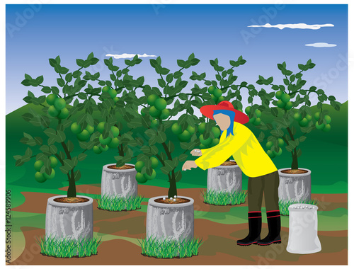 agriculturist manure lemon plant vector design