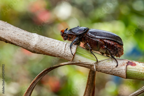 Asiatic rhinoceros beetle (Oryctes rhinoceros) on a tree © naaimzerox2