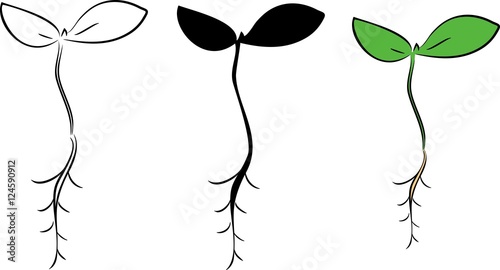 Sketch of seedling