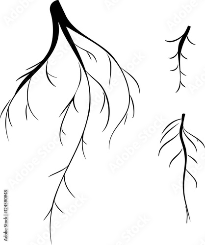 Silhouettes of roots