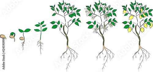 Plant growing from seed to lemon tree. Life cycle plant
