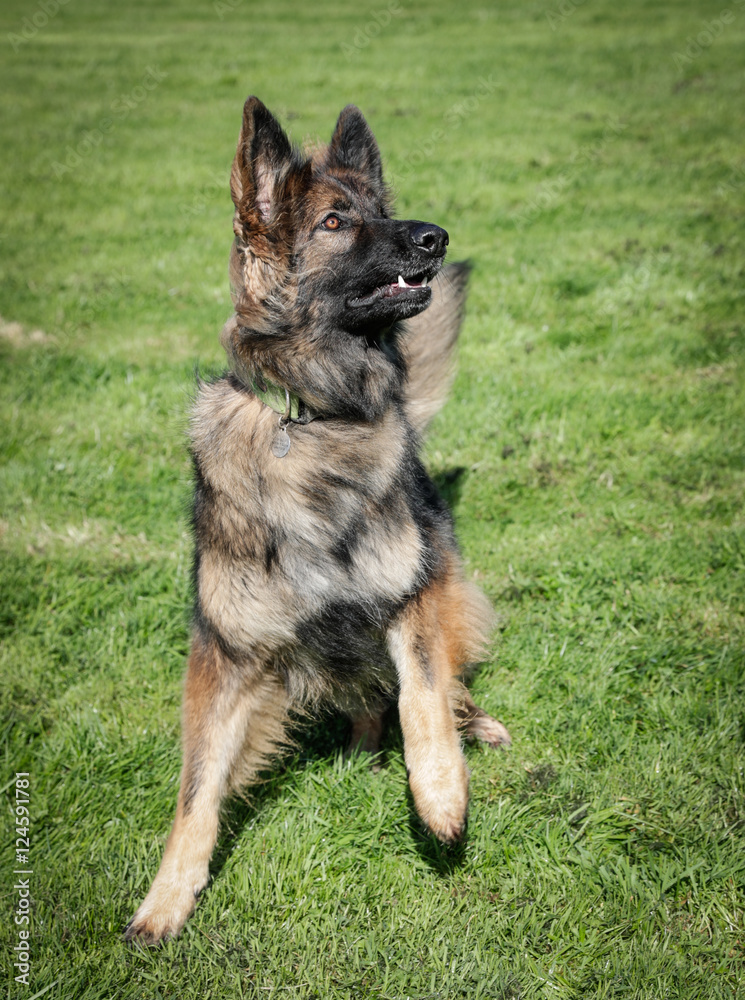 Vertical shot of a dog waiting for this ball to be thrown, he is a German Shepherd Dog Vertical shot of a dog waiting for this ball to be thrown, he is a German Shepherd Dog