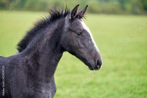 Fototapeta Naklejka Na Ścianę i Meble -  Young horse on a green field
Portrait of a young horse