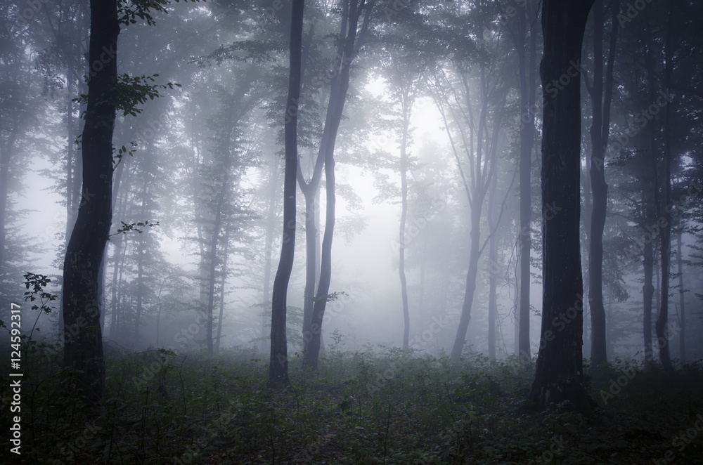 misty forest twilight